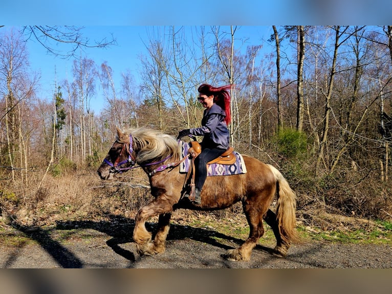 Inne konie zimnokrwiste Wałach 4 lat 156 cm Ciemnokasztanowata in Linkenbach