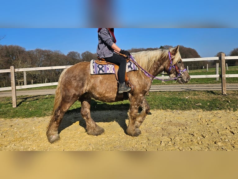 Inne konie zimnokrwiste Wałach 4 lat 156 cm Ciemnokasztanowata in Linkenbach