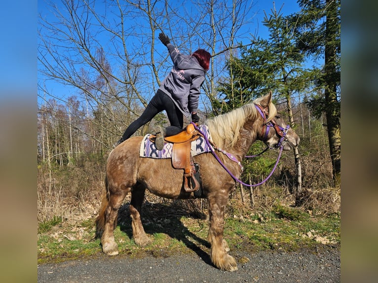 Inne konie zimnokrwiste Wałach 4 lat 156 cm Ciemnokasztanowata in Linkenbach