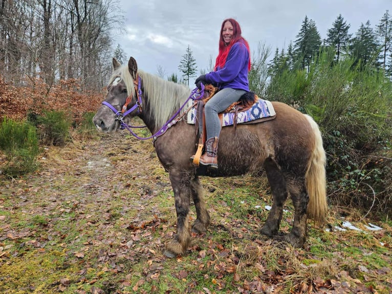 Inne konie zimnokrwiste Wałach 4 lat 156 cm Ciemnokasztanowata in Linkenbach