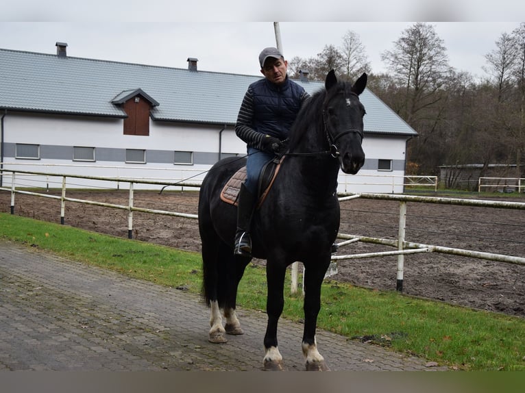 Inne konie zimnokrwiste Mix Wałach 4 lat 157 cm Kara in Chelmno