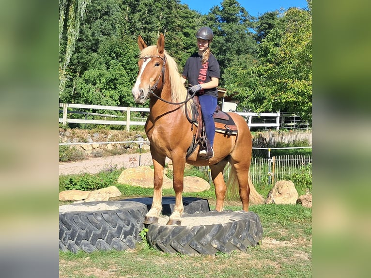 Inne konie zimnokrwiste Wałach 4 lat 157 cm Kasztanowata in Bayerbach