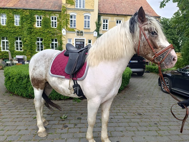 Inne konie zimnokrwiste Wałach 4 lat 160 cm Srokata in Neu Gaarz