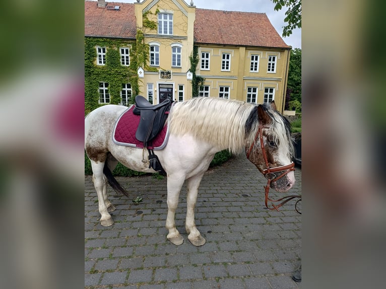 Inne konie zimnokrwiste Wałach 4 lat 160 cm Srokata in Neu Gaarz