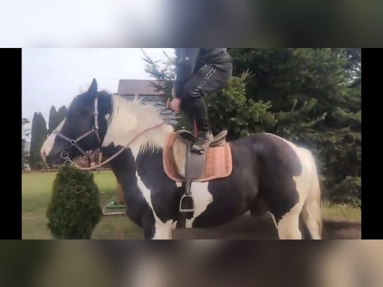 Inne konie zimnokrwiste Wałach 4 lat 162 cm Srokata in Kamenz