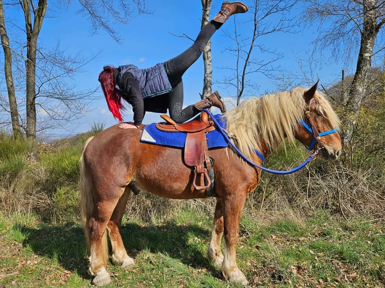 Inne konie zimnokrwiste Wałach 4 lat 167 cm Ciemnokasztanowata in Linkenbach