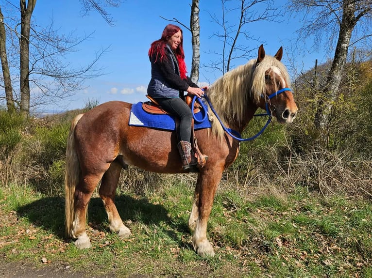 Inne konie zimnokrwiste Wałach 4 lat 167 cm Ciemnokasztanowata in Linkenbach