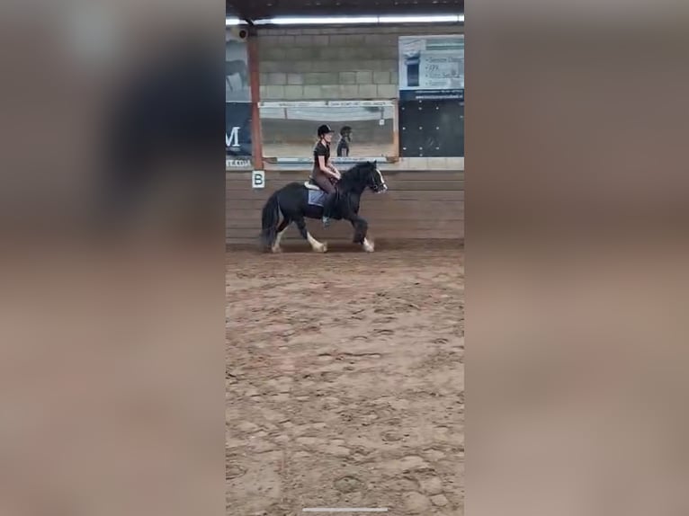 Inne konie zimnokrwiste Mix Wałach 5 lat 125 cm Kara in Geleen