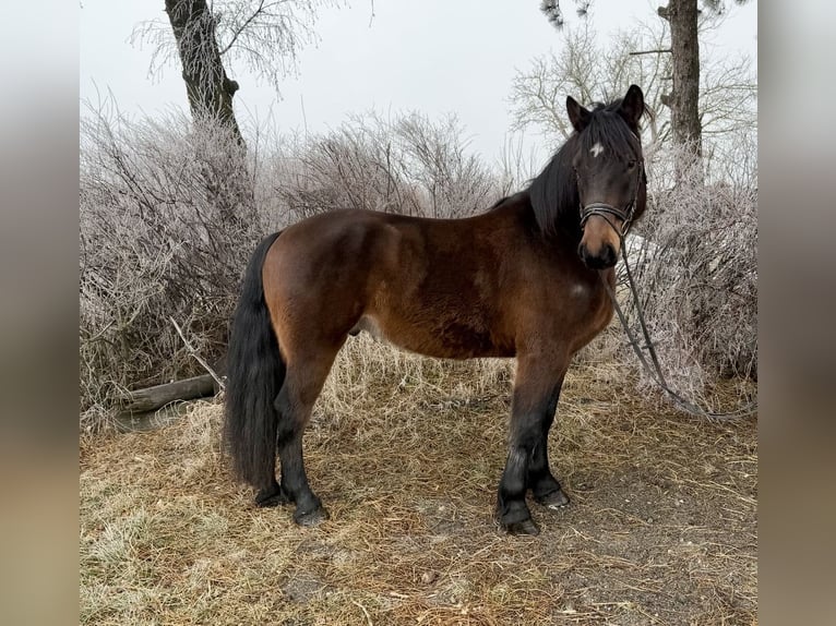Inne konie zimnokrwiste Wałach 5 lat 152 cm Gniada in Pelmberg