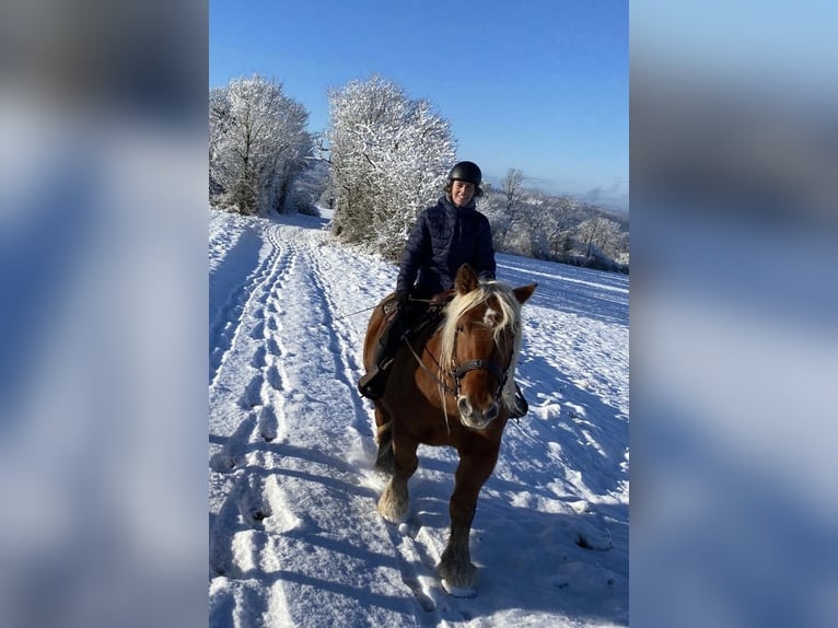 Inne konie zimnokrwiste Wałach 5 lat 154 cm in Bief