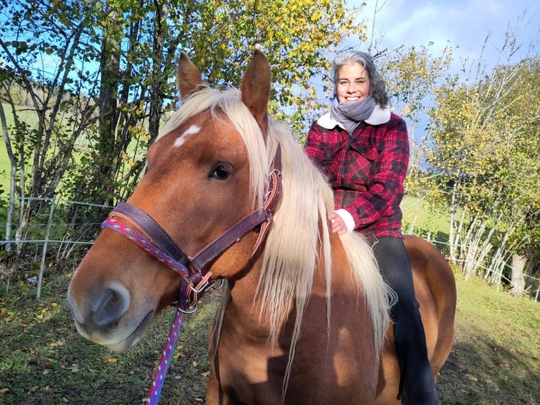 Inne konie zimnokrwiste Wałach 5 lat 154 cm in Bief
