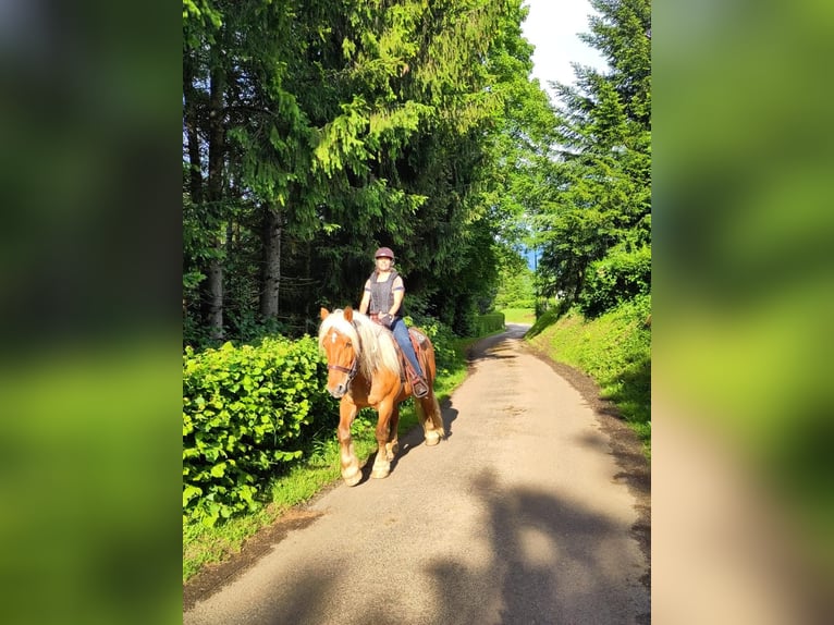 Inne konie zimnokrwiste Wałach 5 lat 154 cm in Bief