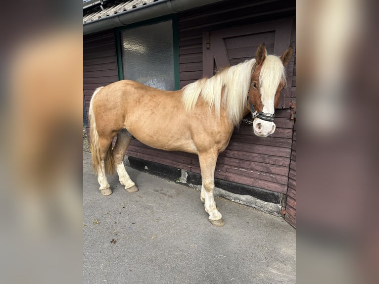 Inne konie zimnokrwiste Mix Wałach 5 lat 155 cm Bułana in Balve
