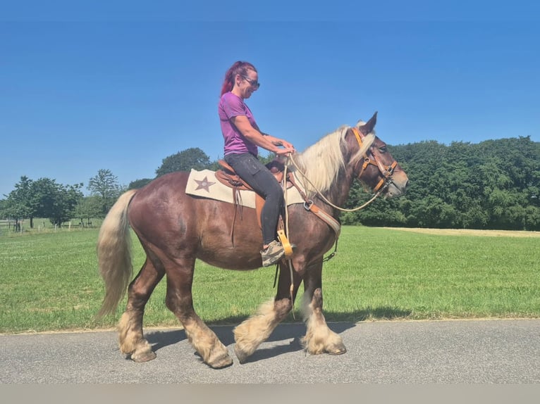 Inne konie zimnokrwiste Wałach 5 lat 158 cm Ciemnokasztanowata in Linkenbach