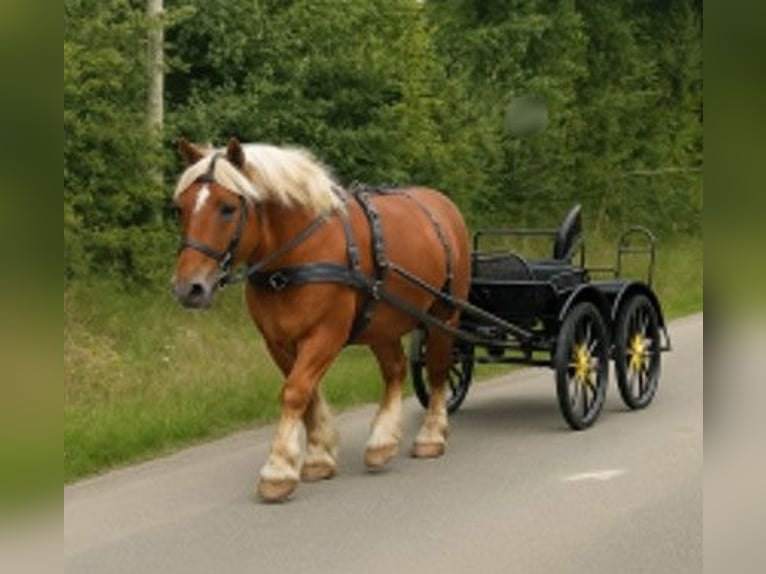 Inne konie zimnokrwiste Wałach 5 lat 158 cm Kasztanowata in Soultzmatt