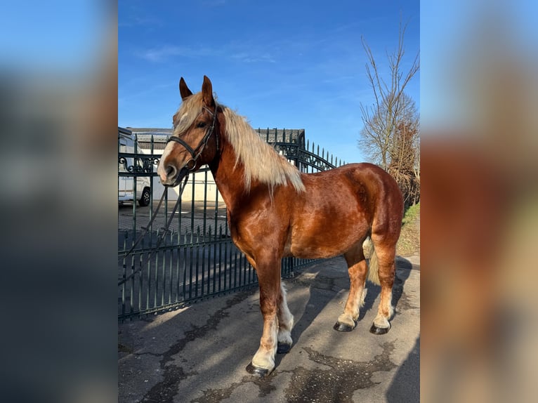 Inne konie zimnokrwiste Wałach 5 lat 160 cm Kasztanowata in Nettersheim