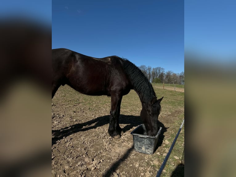Inne konie zimnokrwiste Wałach 5 lat 162 cm Kara in Kęty