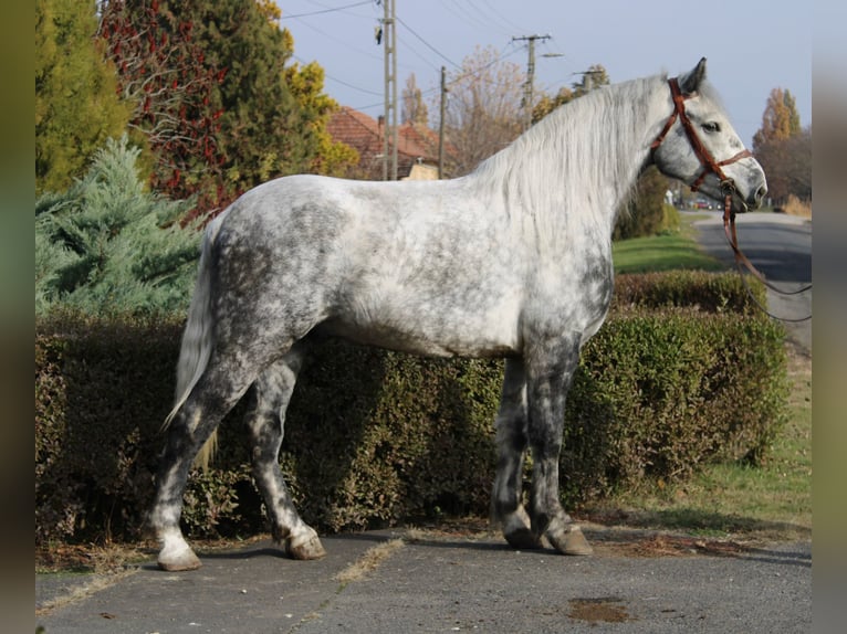 Inne konie zimnokrwiste Wałach 5 lat 169 cm Siwa in B&#xE9;k&#xE9;s