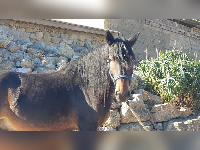 Inne konie zimnokrwiste Wałach 6 lat 155 cm in Montgaillard