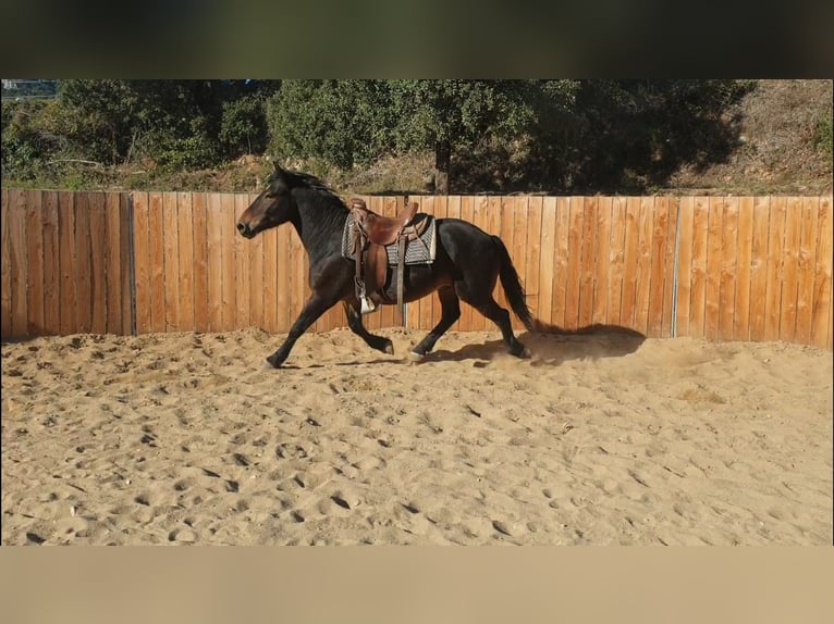 Inne konie zimnokrwiste Wałach 6 lat 155 cm in Montgaillard