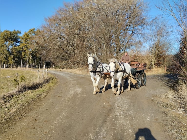Inne konie zimnokrwiste Mix Wałach 6 lat 160 cm Siwa in Nettersheim