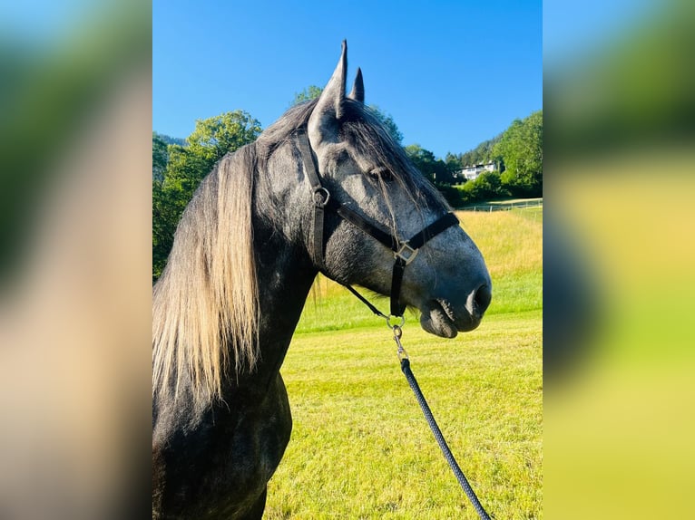 Inne konie zimnokrwiste Mix Wałach 6 lat 163 cm Karosiwa in Schottwien