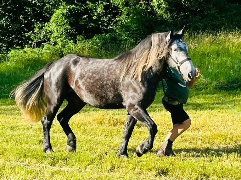 Inne konie zimnokrwiste Mix Wałach 6 lat 163 cm Karosiwa in Schottwien