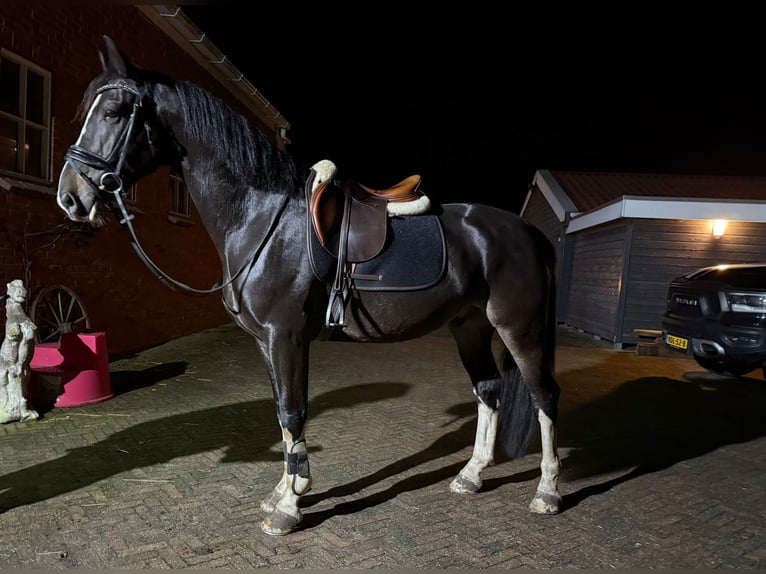 Inne konie zimnokrwiste Wałach 6 lat 165 cm Ciemnogniada in Bourtange