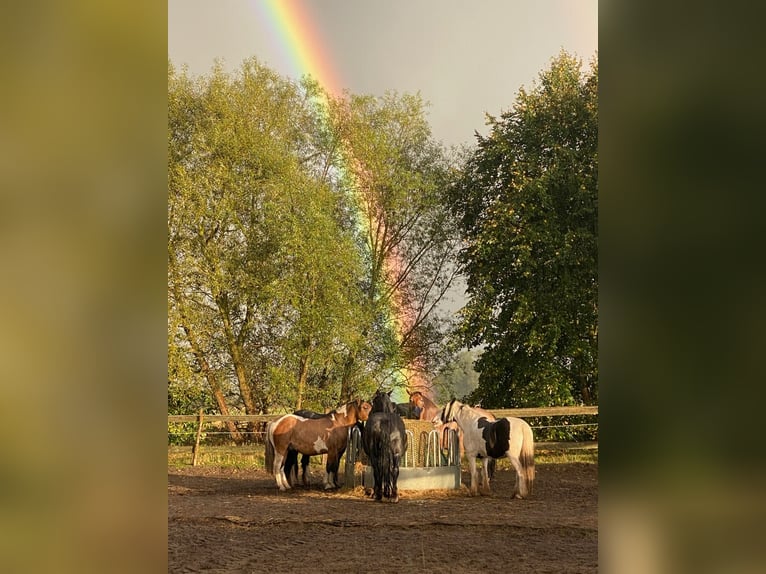 Inne konie zimnokrwiste Mix Wałach 7 lat 158 cm in Kremmen