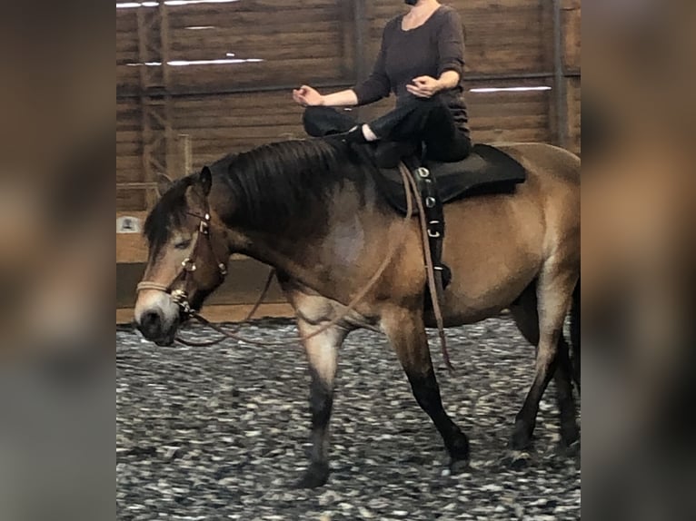 Inne konie zimnokrwiste Mix Wałach 7 lat 158 cm in Kremmen