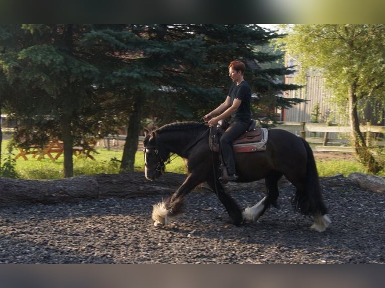 Inne konie zimnokrwiste Mix Wałach 7 lat 158 cm in Kremmen