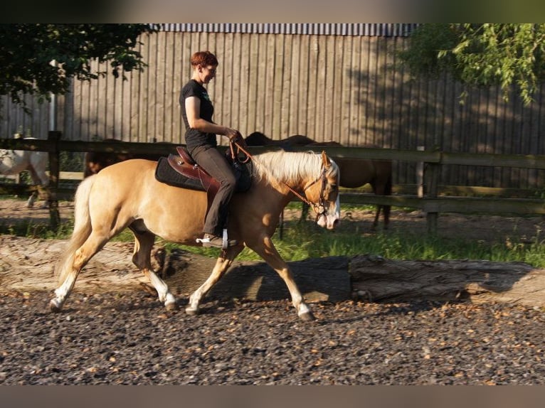 Inne konie zimnokrwiste Mix Wałach 7 lat 158 cm in Kremmen
