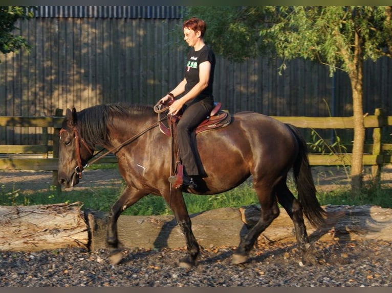 Inne konie zimnokrwiste Mix Wałach 7 lat 158 cm in Kremmen