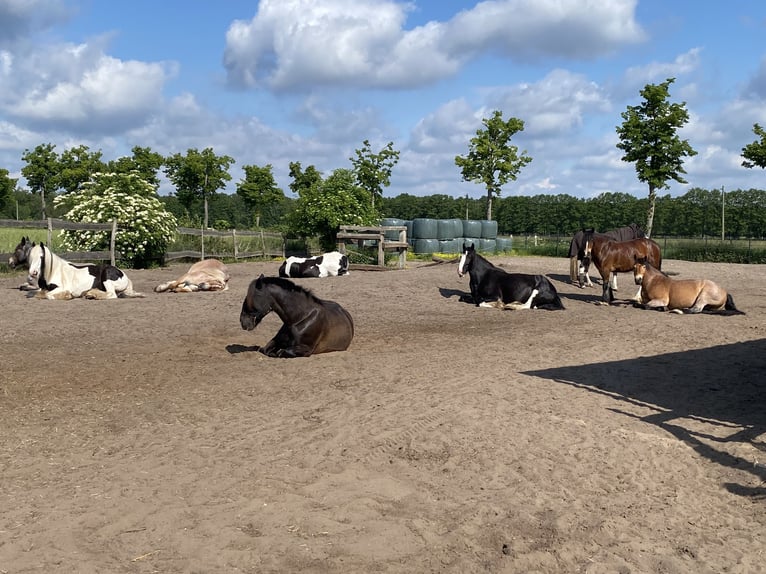Inne konie zimnokrwiste Mix Wałach 7 lat 158 cm in Kremmen