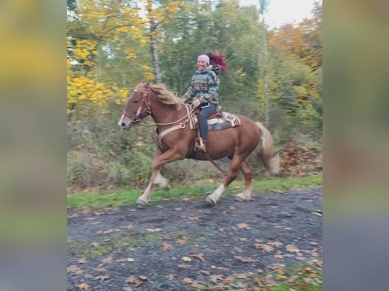 Inne konie zimnokrwiste Wałach 7 lat 164 cm Kasztanowata in Linkenbach