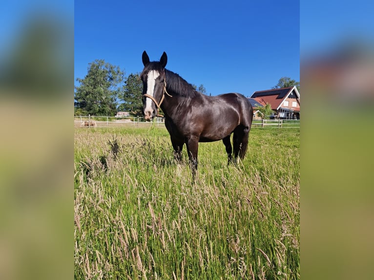 Inne konie zimnokrwiste Mix Wałach 8 lat 160 cm Kara in Ahaus