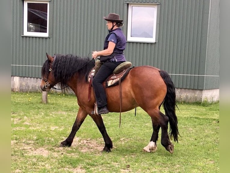 Inne konie zimnokrwiste Wałach 9 lat 148 cm Gniada in Hatten