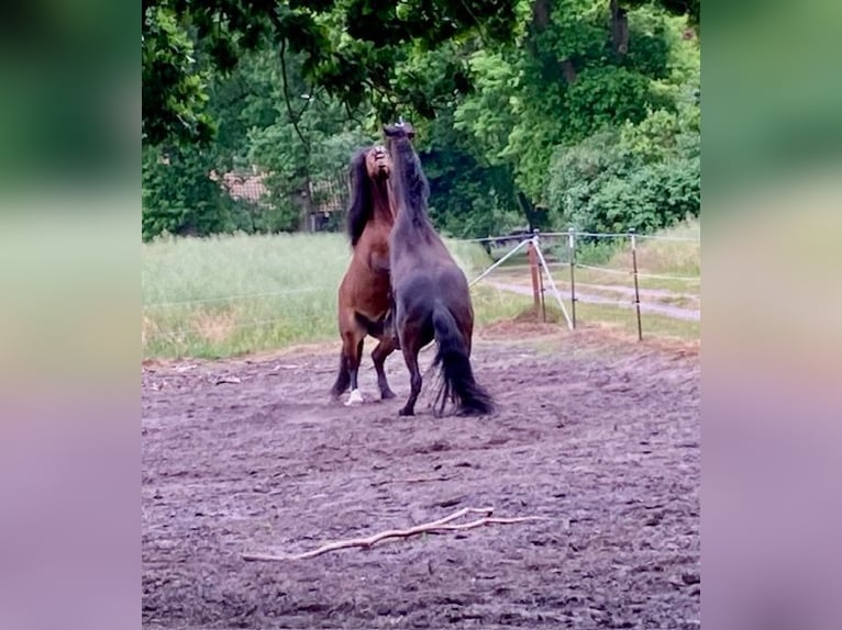 Inne konie zimnokrwiste Wałach 9 lat 148 cm Gniada in Hatten