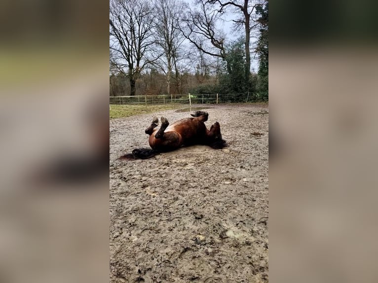 Inne konie zimnokrwiste Wałach 9 lat 148 cm Gniada in Hatten