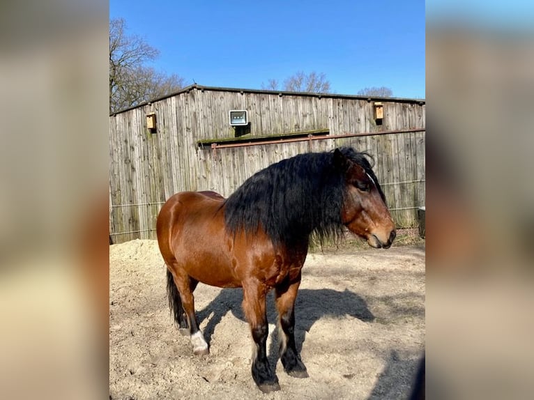 Inne konie zimnokrwiste Wałach 9 lat 148 cm Gniada in Hatten