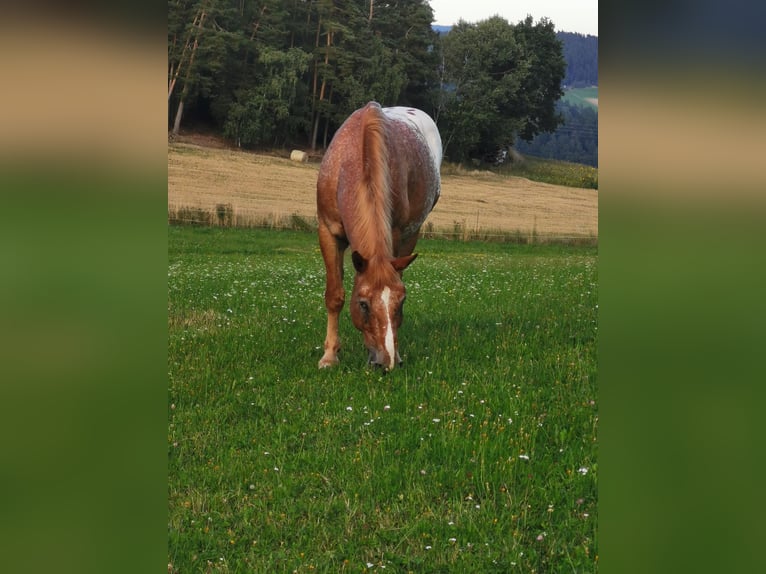 Inne konie zimnokrwiste Mix Wałach 12 lat 175 cm Kasztanowata in Freistadt