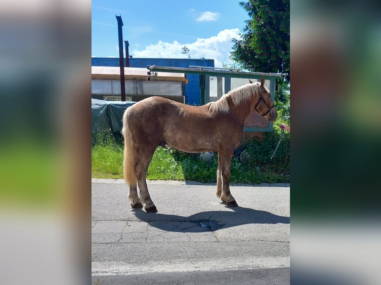 Inne konie zimnokrwiste Wałach 2 lat Ciemnokasztanowata in Bad Kötzting