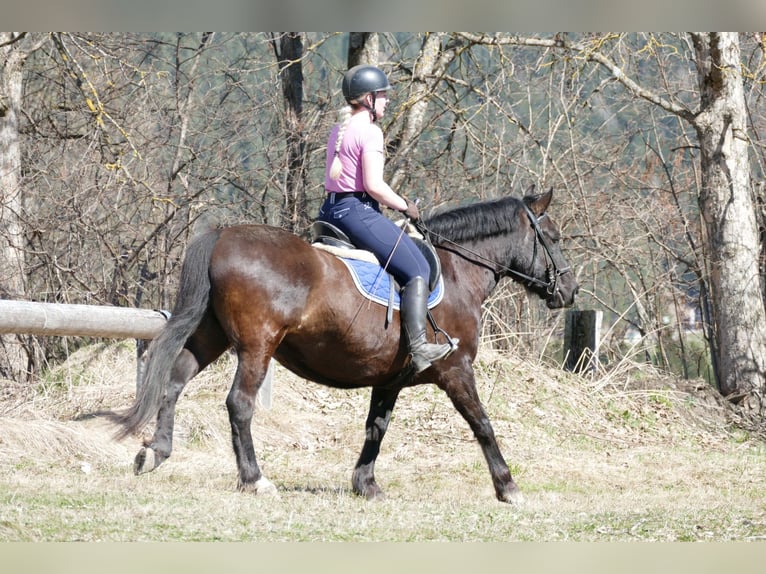 Inne konie zimnokrwiste Wałach 6 lat 149 cm Ciemnogniada in Ramsau