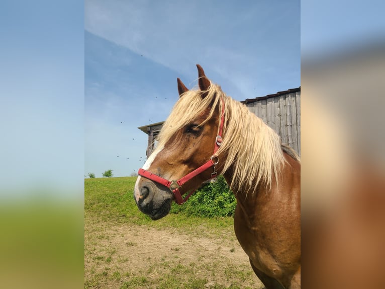 Inne konie zimnokrwiste Wałach 6 lat 165 cm Kasztanowata in Zemmer