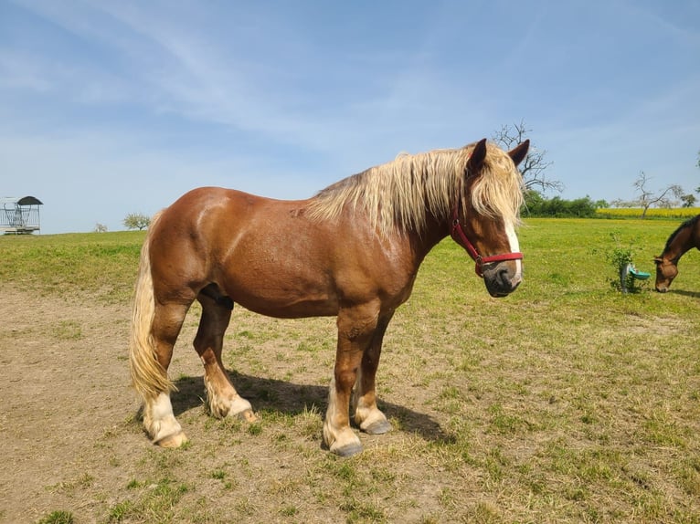 Inne konie zimnokrwiste Wałach 6 lat 165 cm Kasztanowata in Zemmer