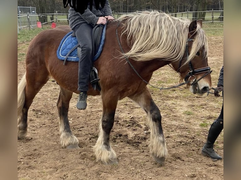 Inne konie zimnokrwiste Wałach 8 lat 158 cm Ciemnokasztanowata in Rastow