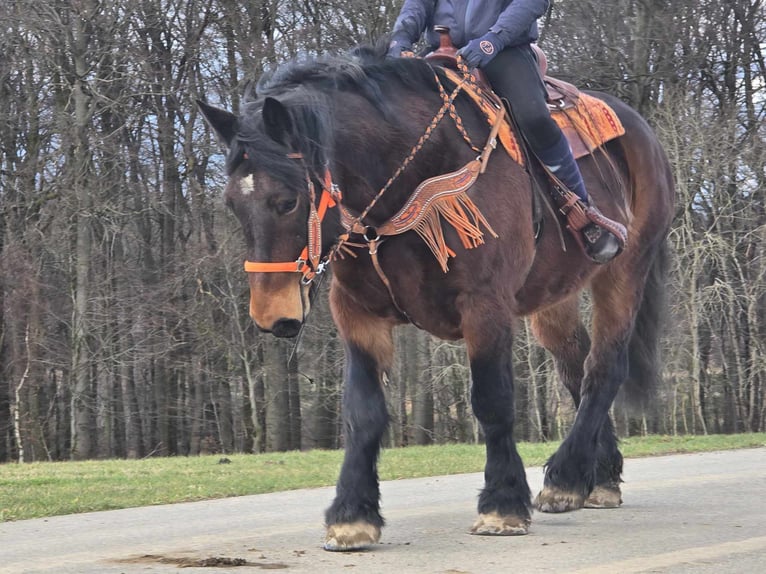 Inne konie zimnokrwiste Wałach 8 lat 163 cm Gniada in Linkenbach