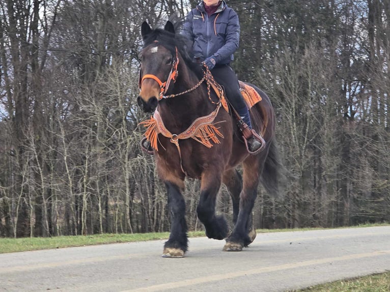 Inne konie zimnokrwiste Wałach 8 lat 163 cm Gniada in Linkenbach