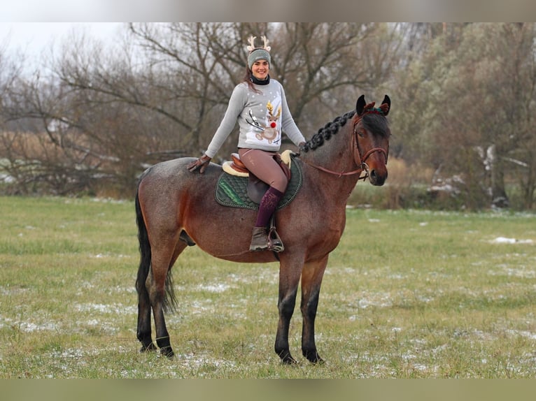 Inne konie zimnokrwiste Mix Wałach 9 lat 163 cm Gniadodereszowata in Nestelbach bei Graz