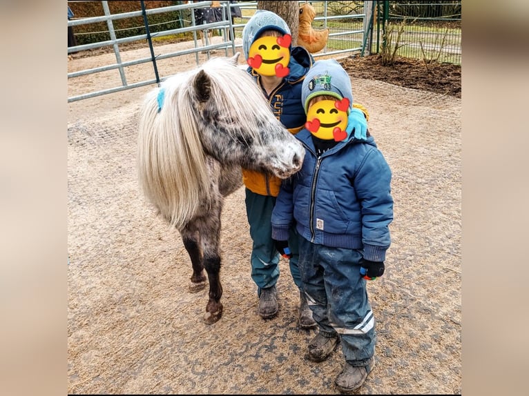 Inne kuce/małe konie Klacz 10 lat 100 cm Tarantowata in Hüttenberg